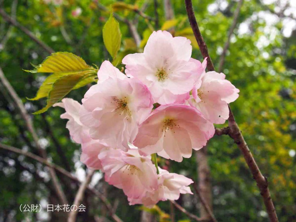 五所桜