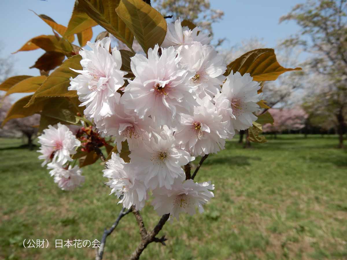 御信桜