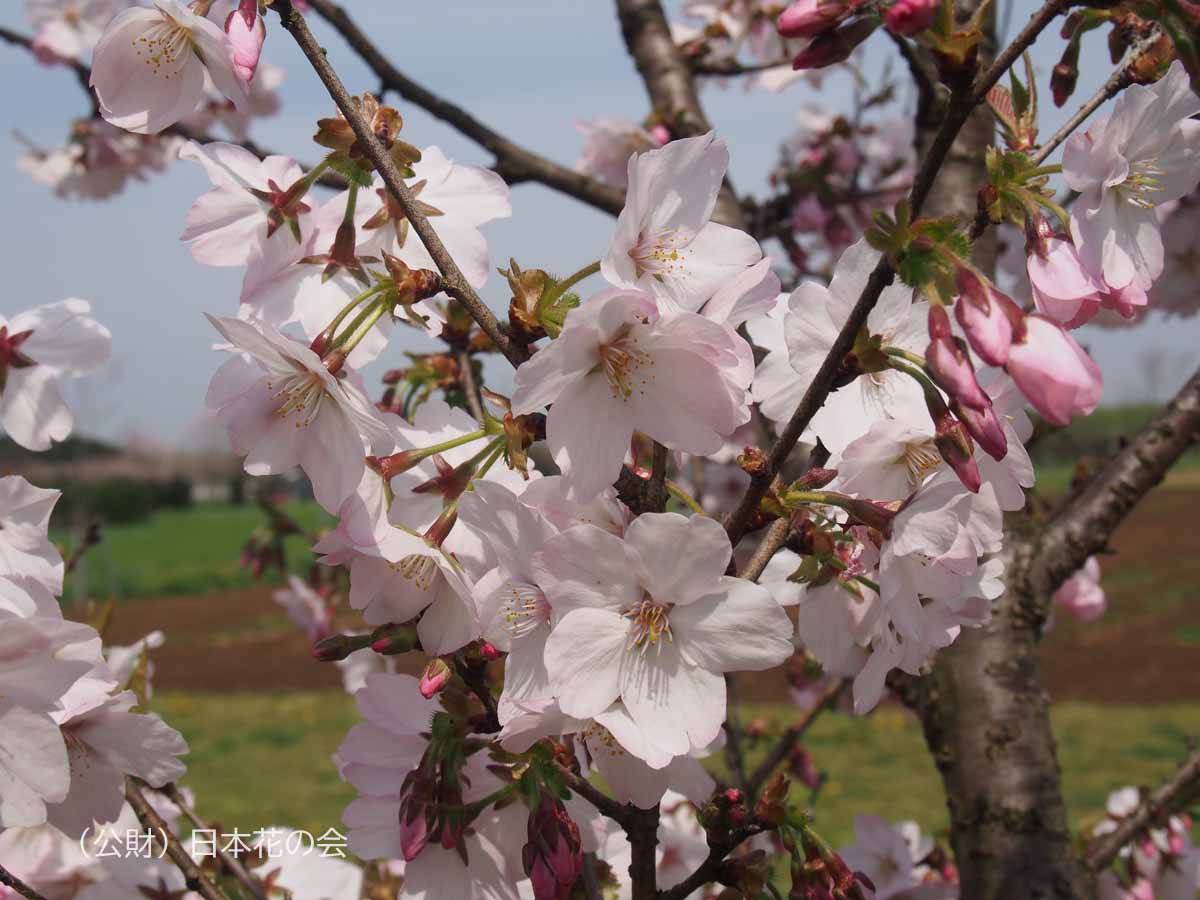 御殿場桜