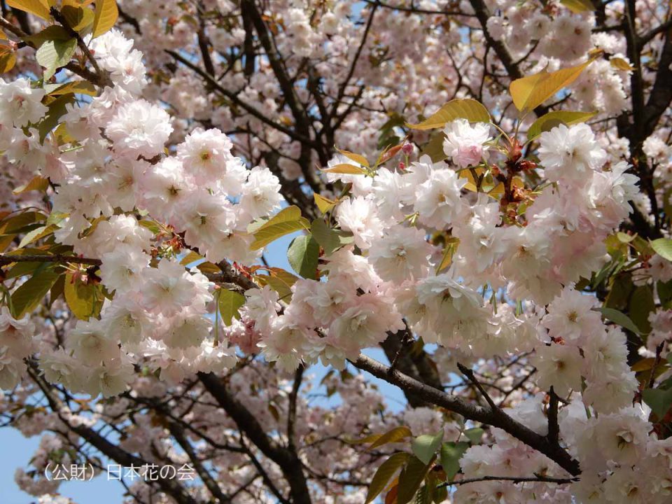 木の花桜 | 桜図鑑｜公益財団法人日本花の会