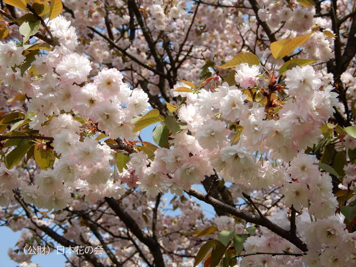 木の花桜