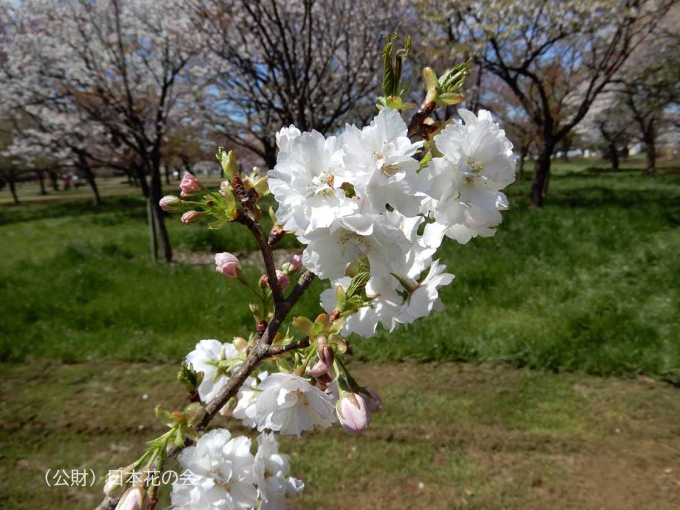 小花八重大島