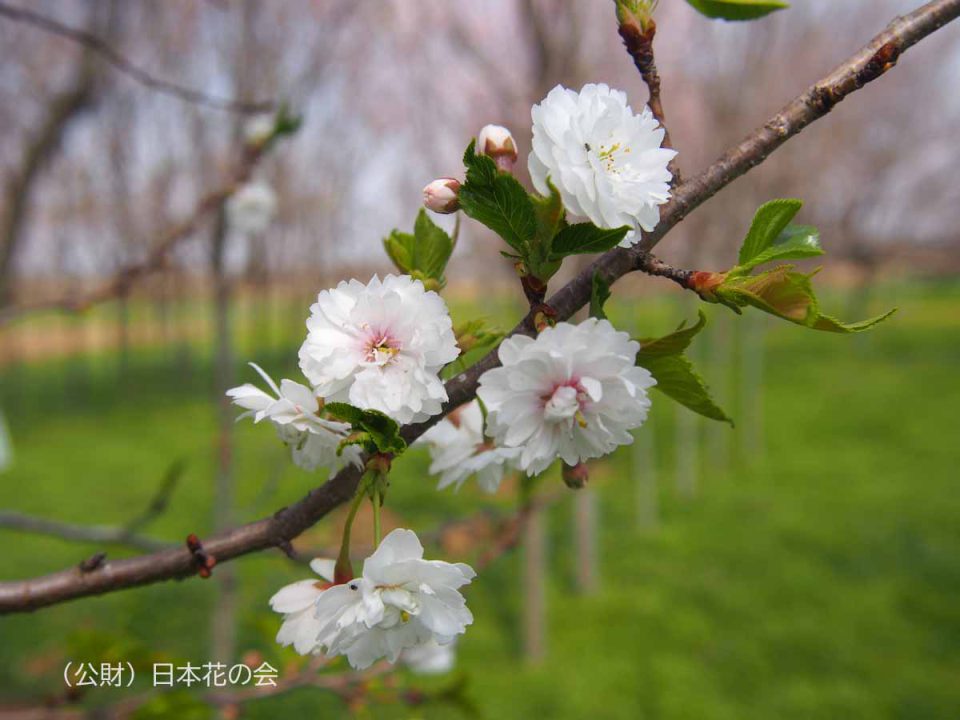 子福桜