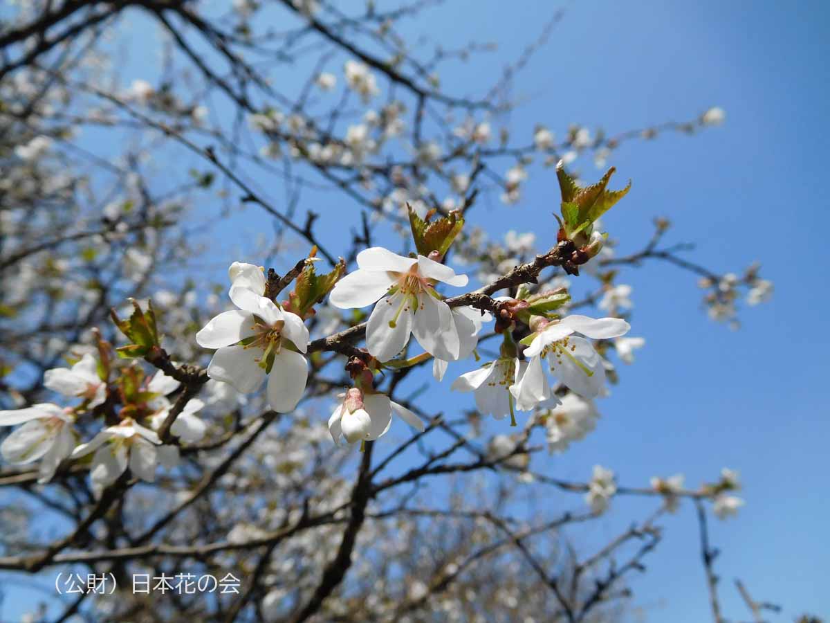 小豆桜