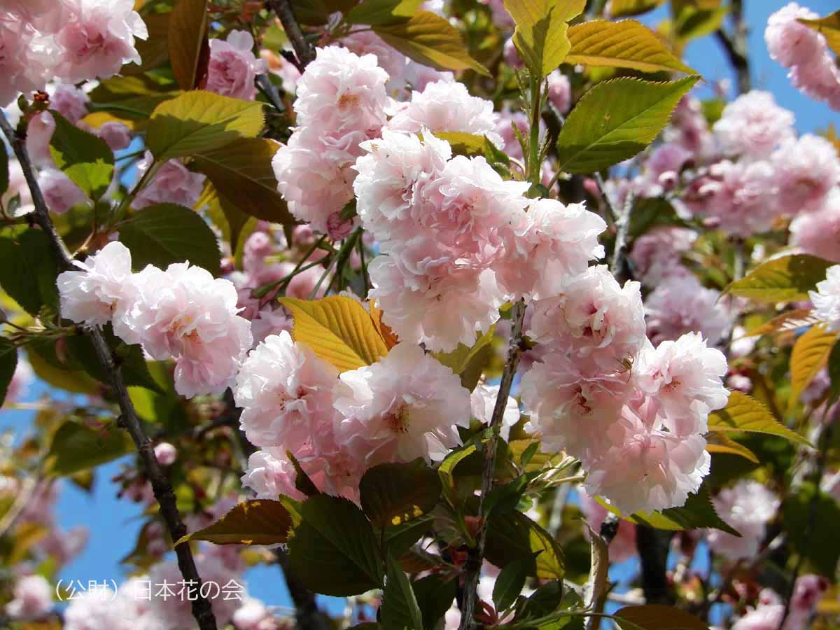 作並菊桜