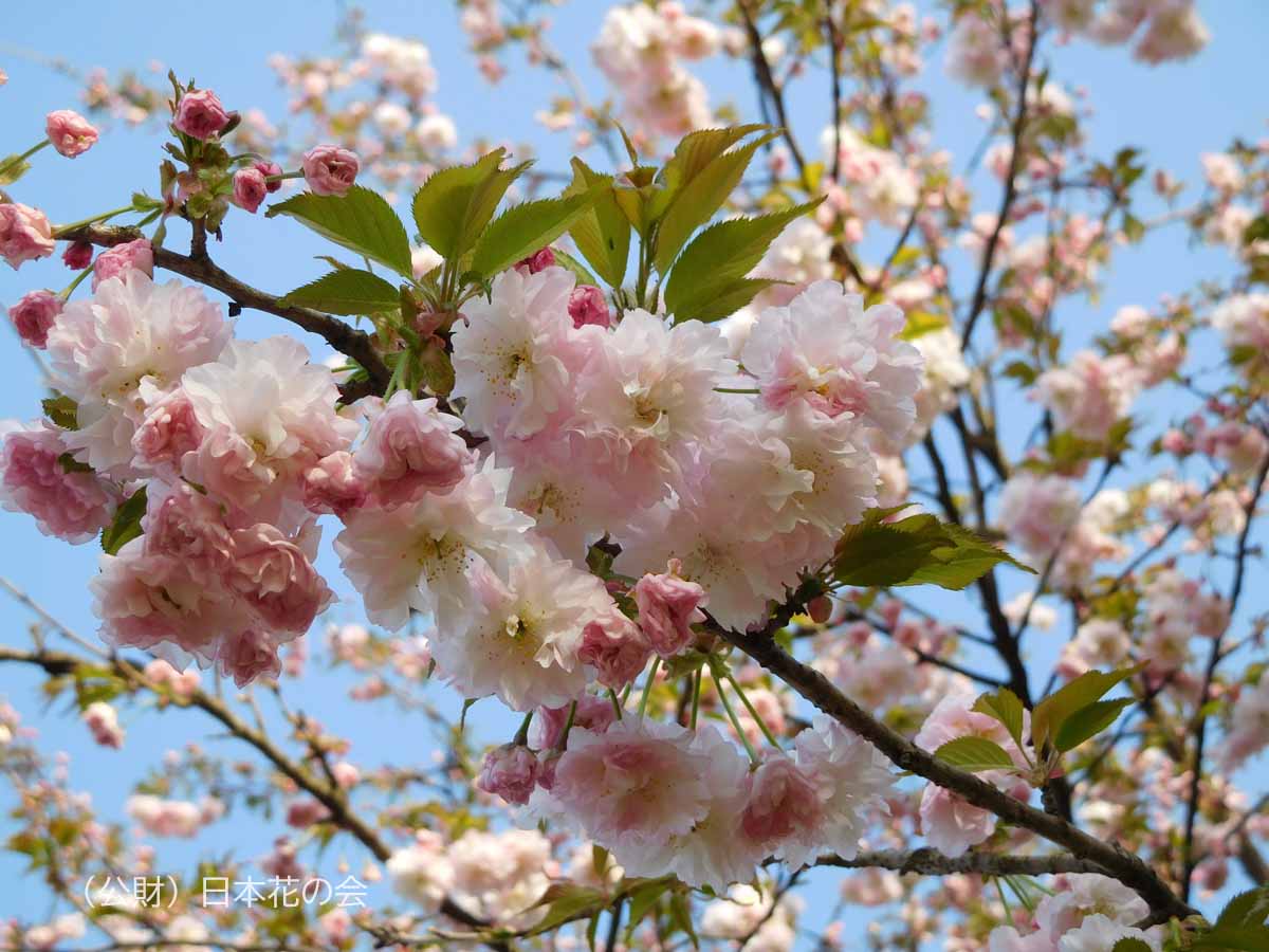 笹賀鴛鴦桜