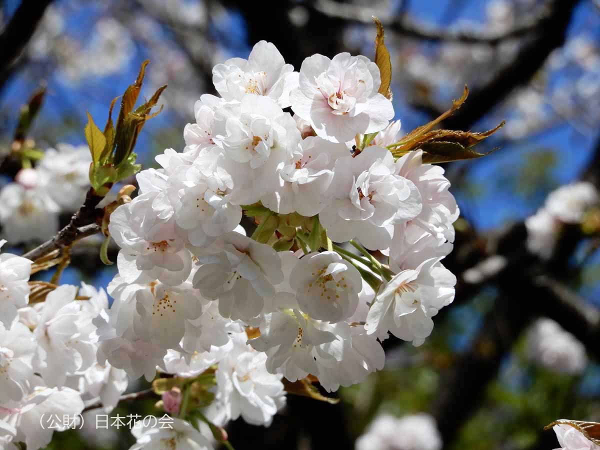 笹部桜