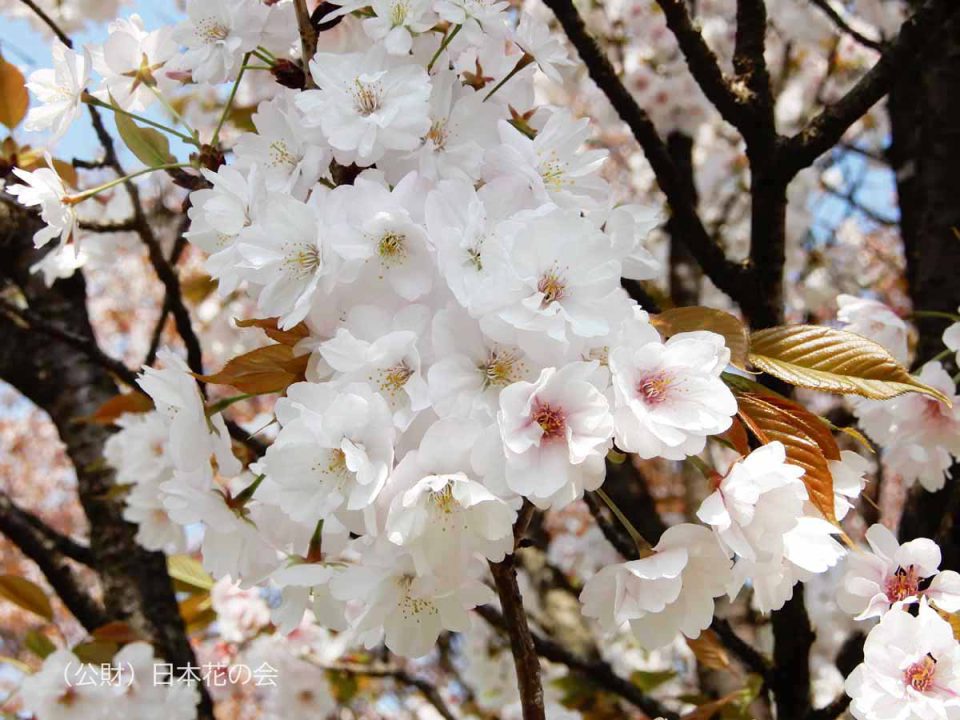 佐野桜