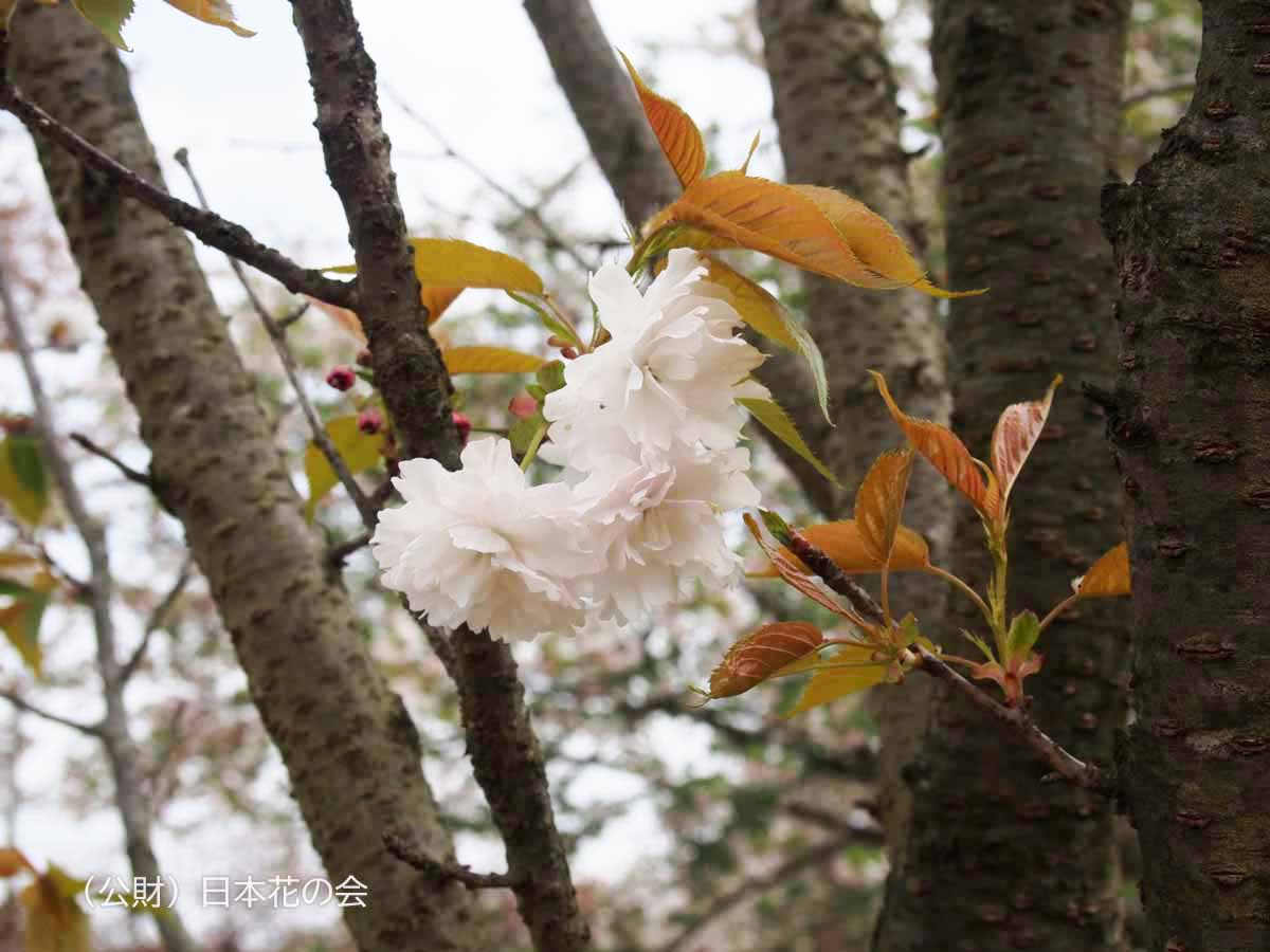 塩竃桜