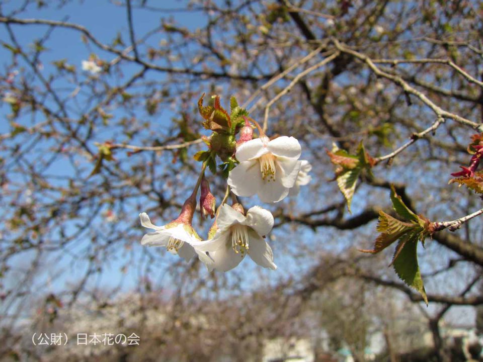 四季咲丁字桜