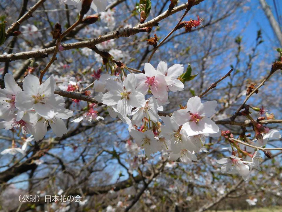四季桜
