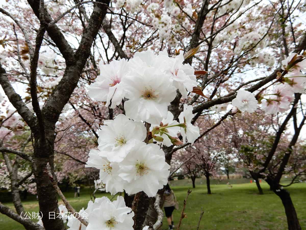 静香 桜図鑑 公益財団法人日本花の会