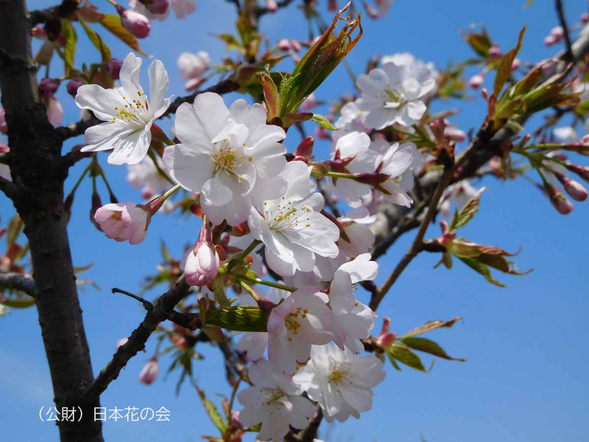 静桜