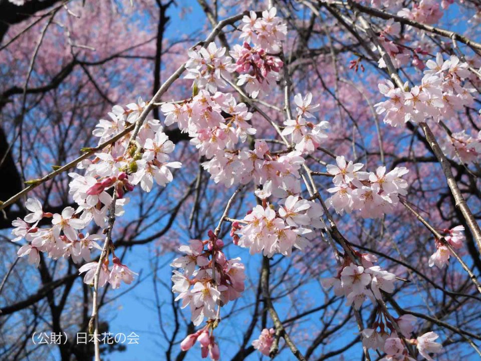 枝垂桜