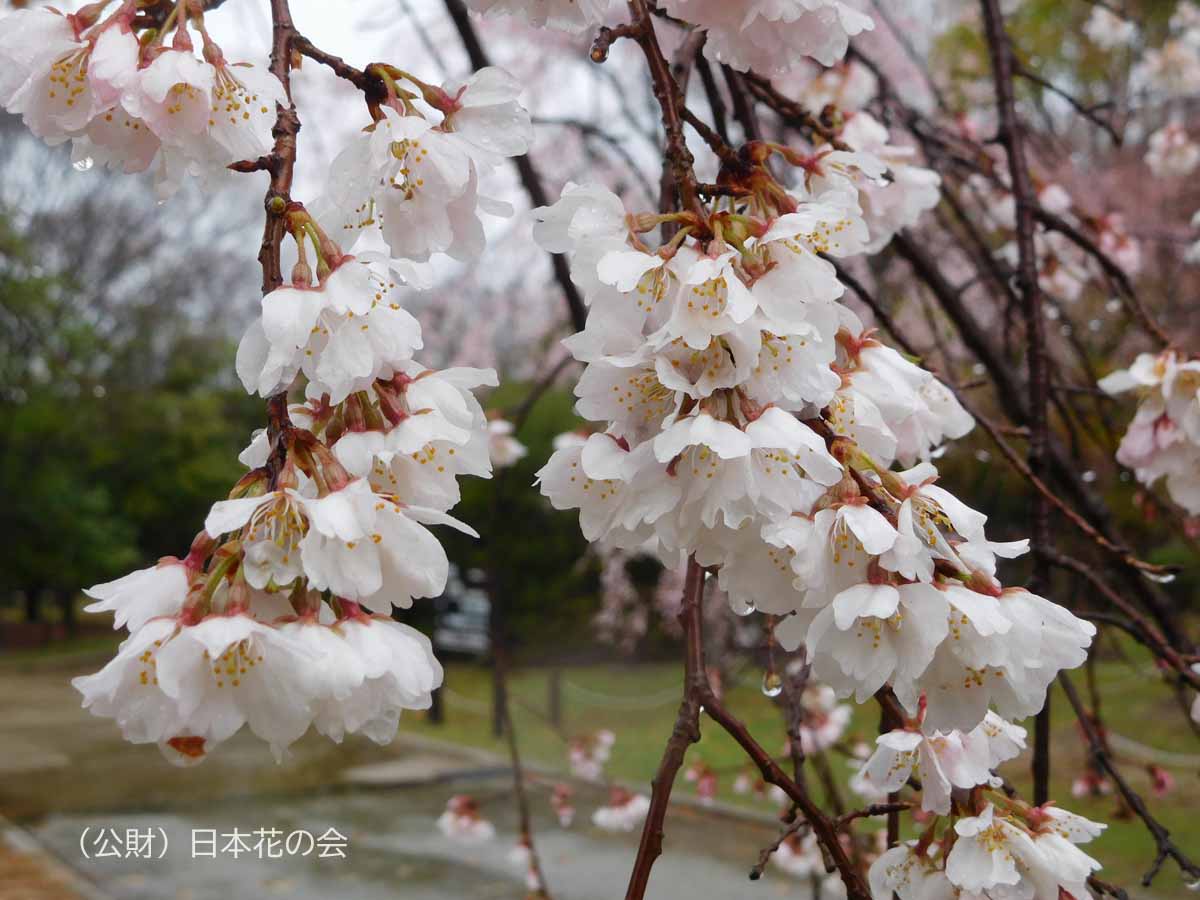 枝垂桜(大仙白) | 桜図鑑|公益財団法人日本花の会