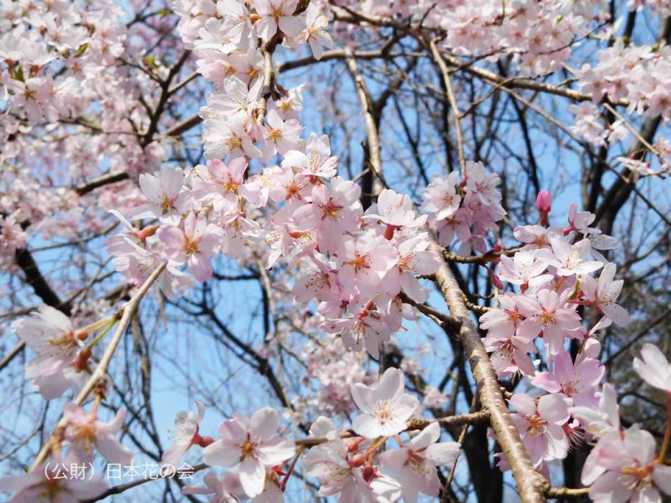 しだれ彼岸