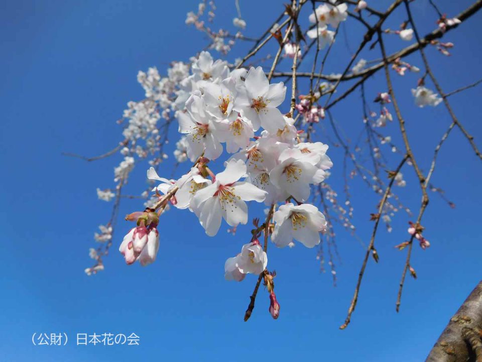 枝垂富士桜 | 桜図鑑｜公益財団法人日本花の会