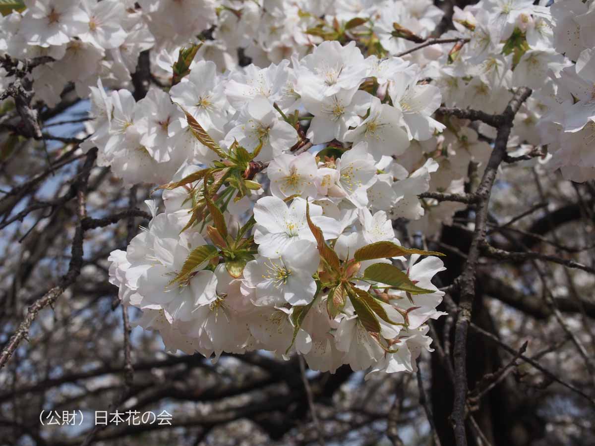 枝垂山桜（仙台枝垂）