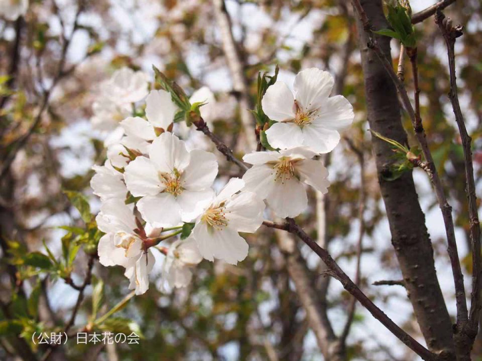 芝山