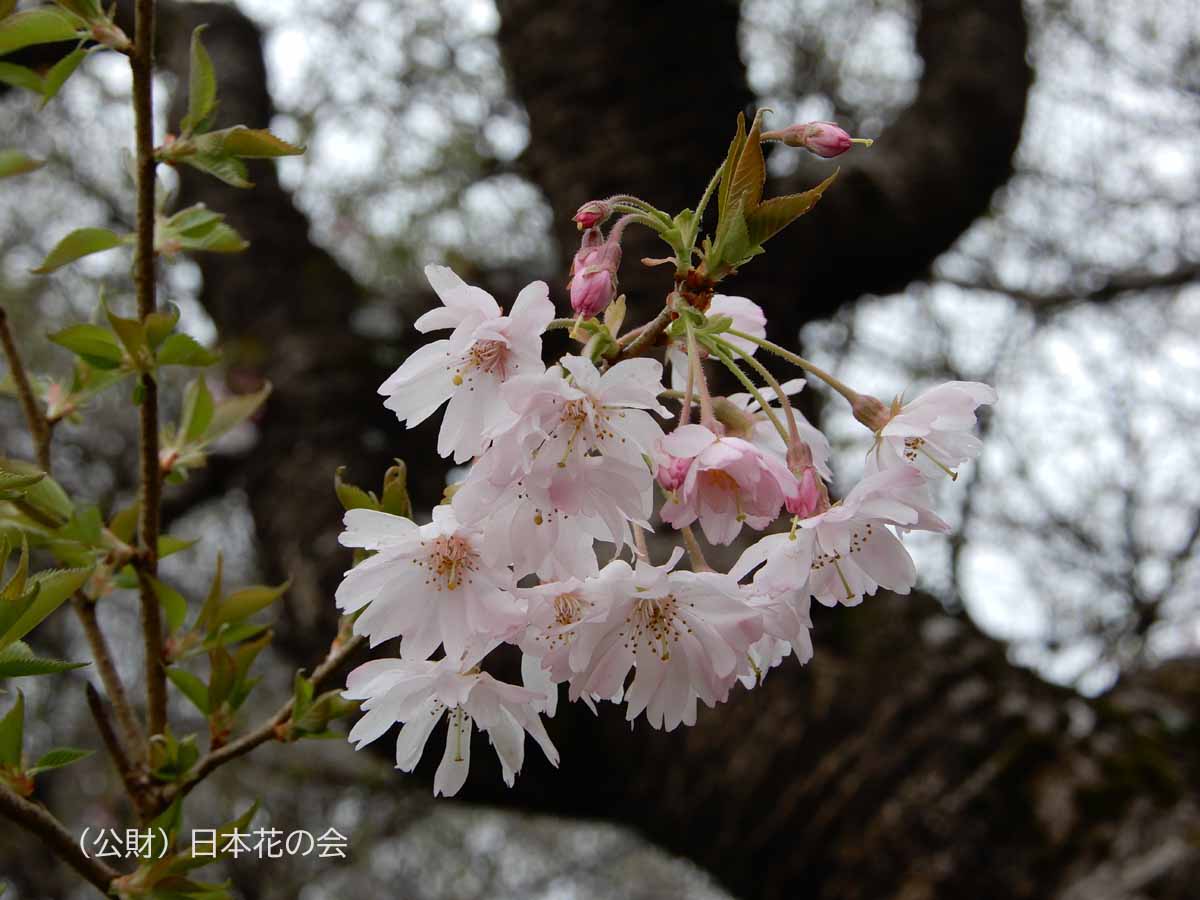 十月桜