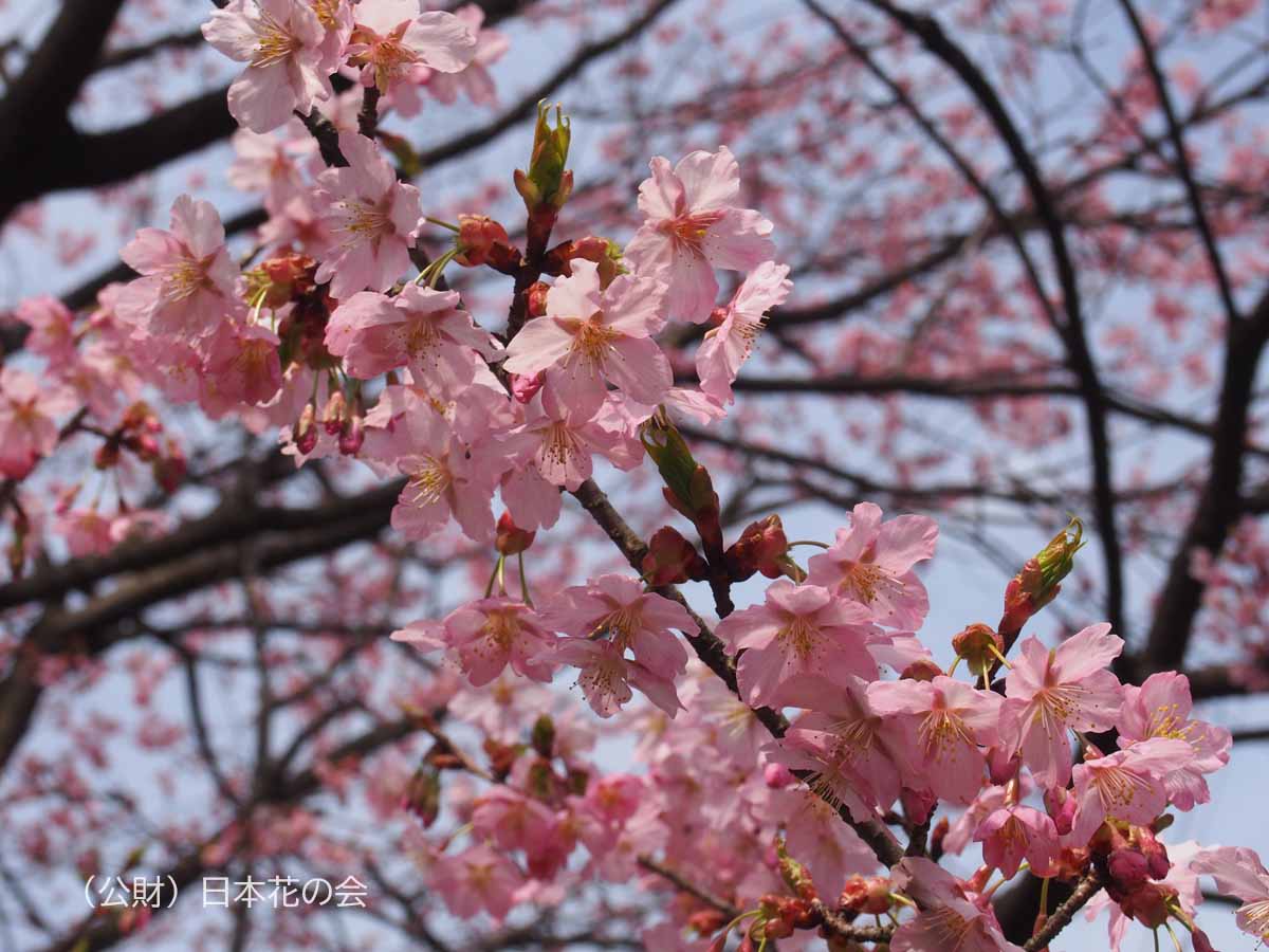 修善寺寒桜