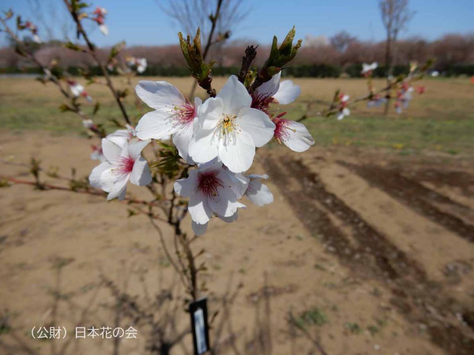 勝道桜