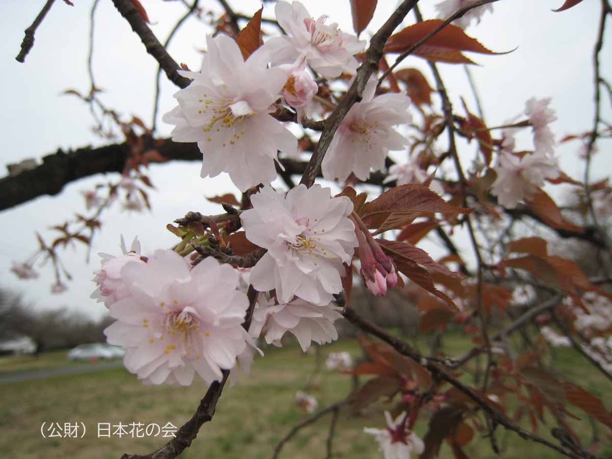 正福寺桜