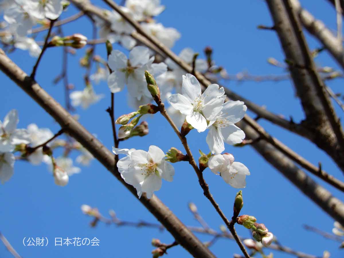 昭和桜 | 桜図鑑｜公益財団法人日本花の会