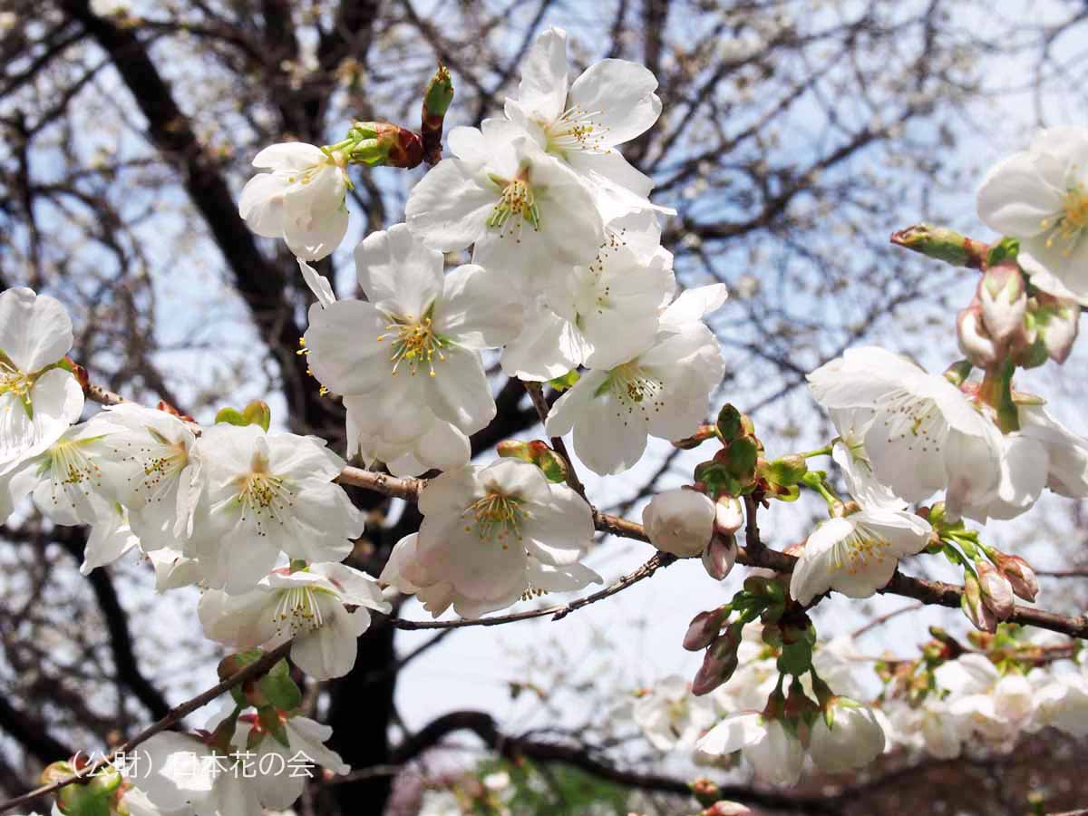 白雪 桜図鑑 公益財団法人日本花の会