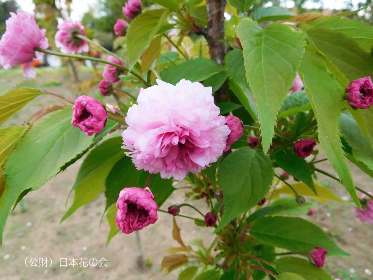 親鸞上人数珠掛桜