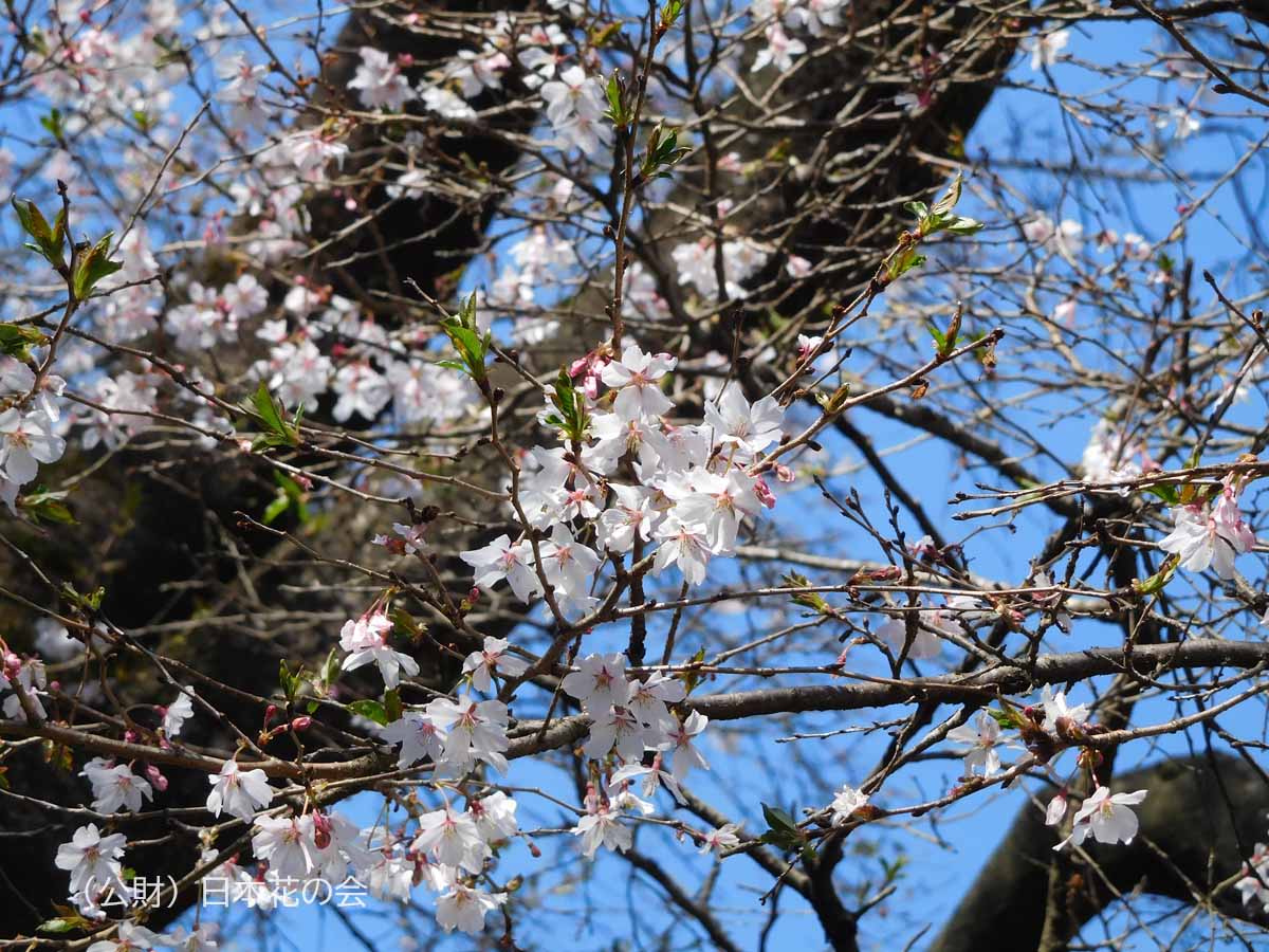 瑞泉寺冬桜 | 桜図鑑|公益財団法人日本花の会