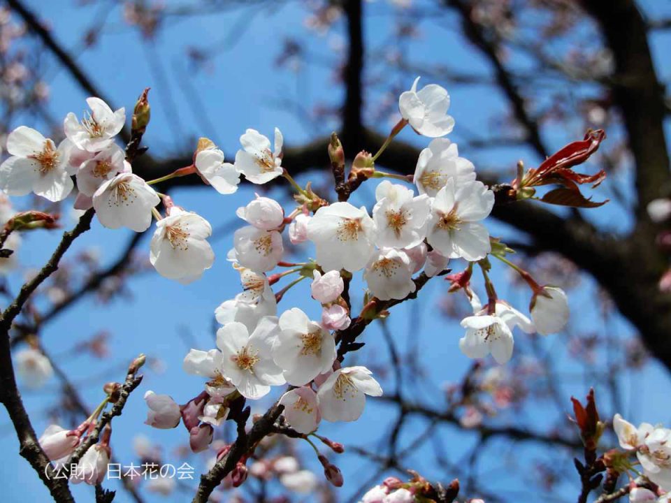 駿府桜