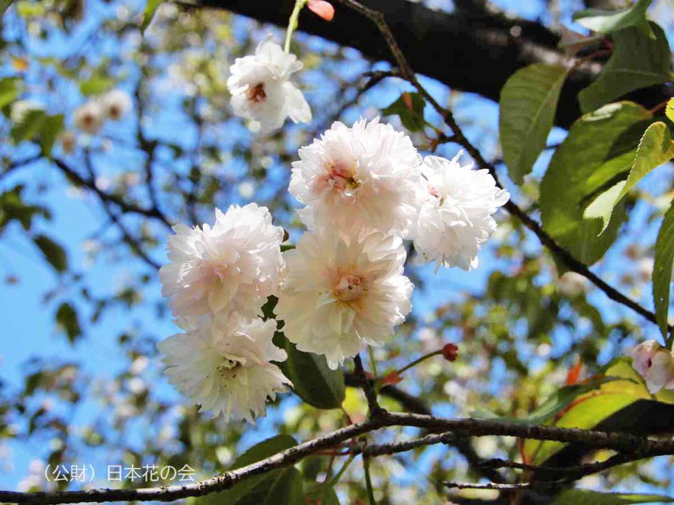 善正寺菊桜