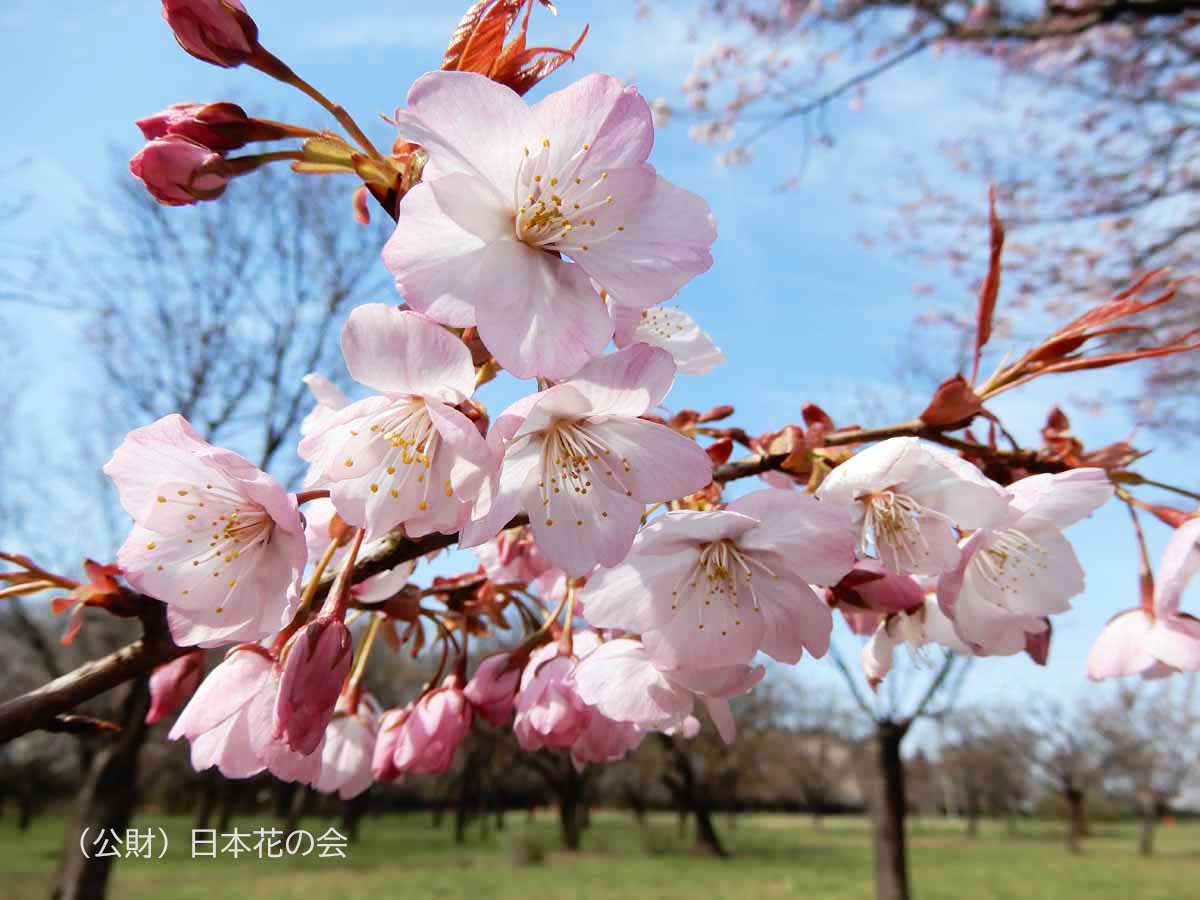 仙台屋 桜図鑑 公益財団法人日本花の会 仙台屋 桜図鑑 公益財団法人日本花の会