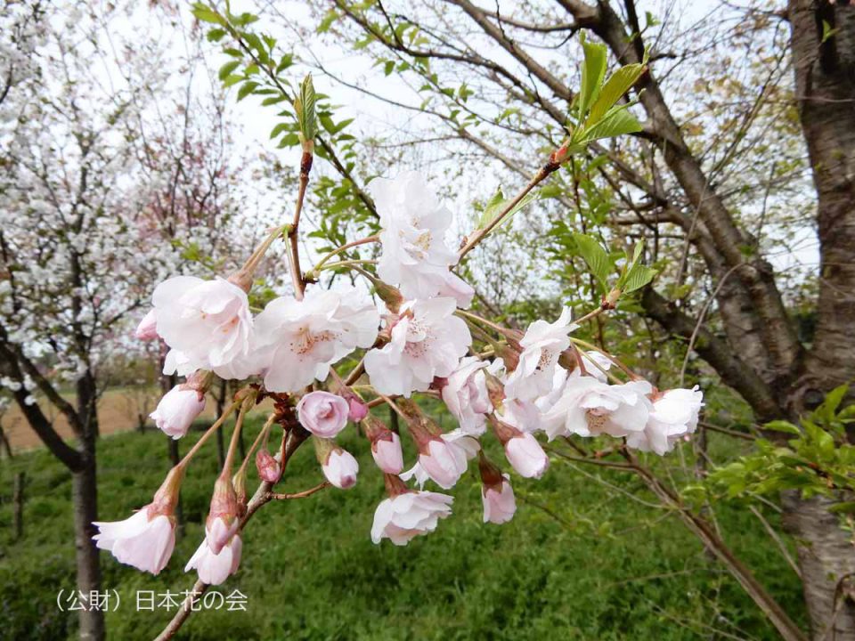 仙台吉野 | 桜図鑑｜公益財団法人日本花の会
