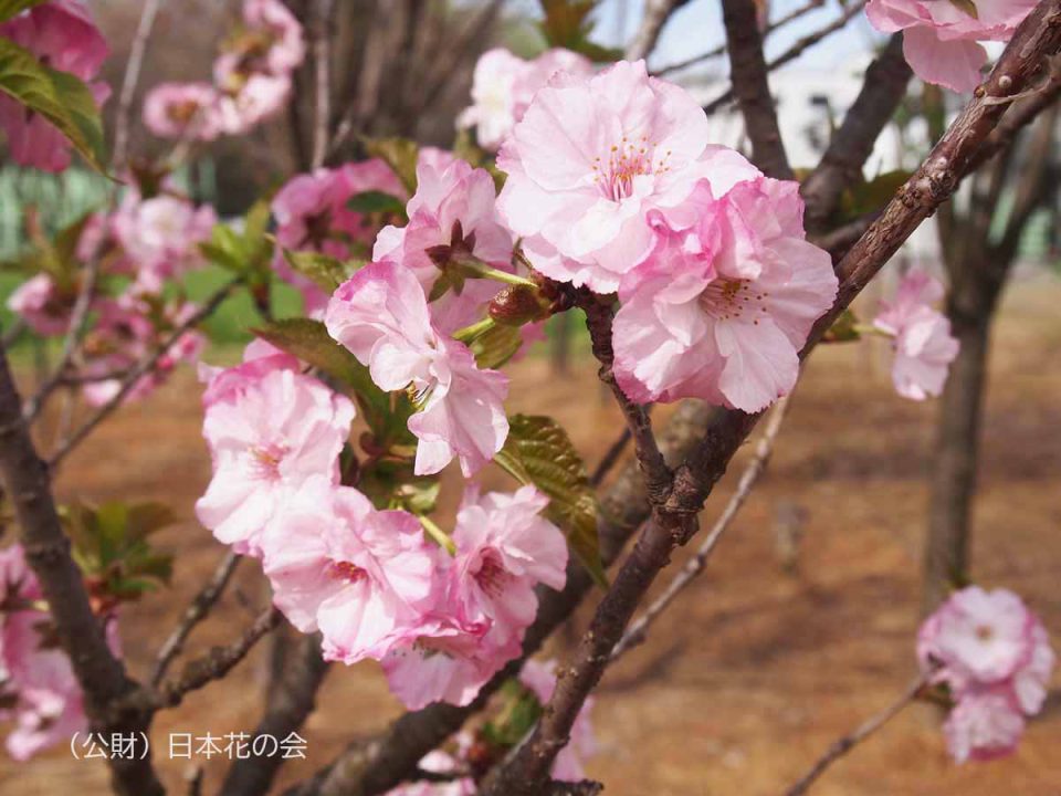 専念寺緋桜