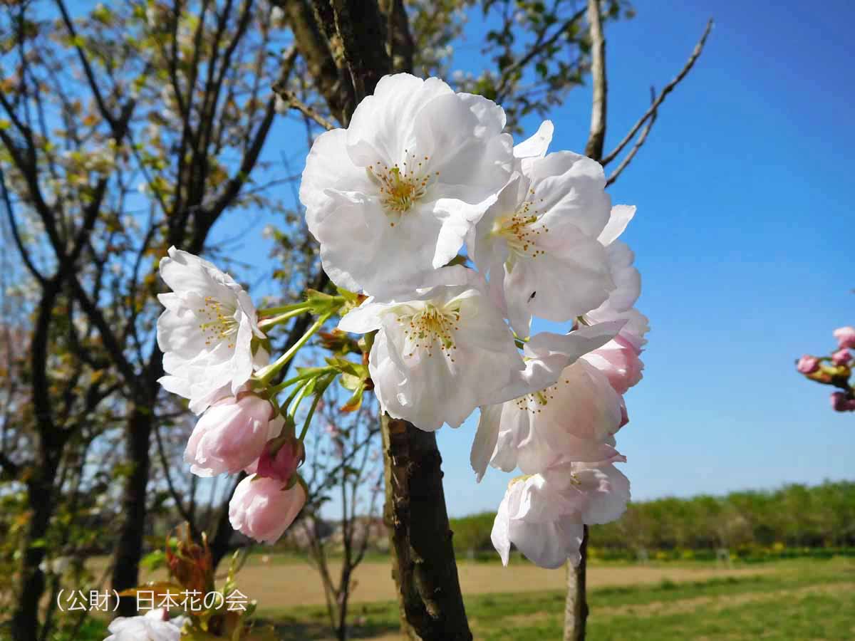 千里香 桜図鑑 公益財団法人日本花の会