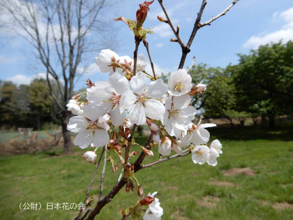 太平桜 No.3