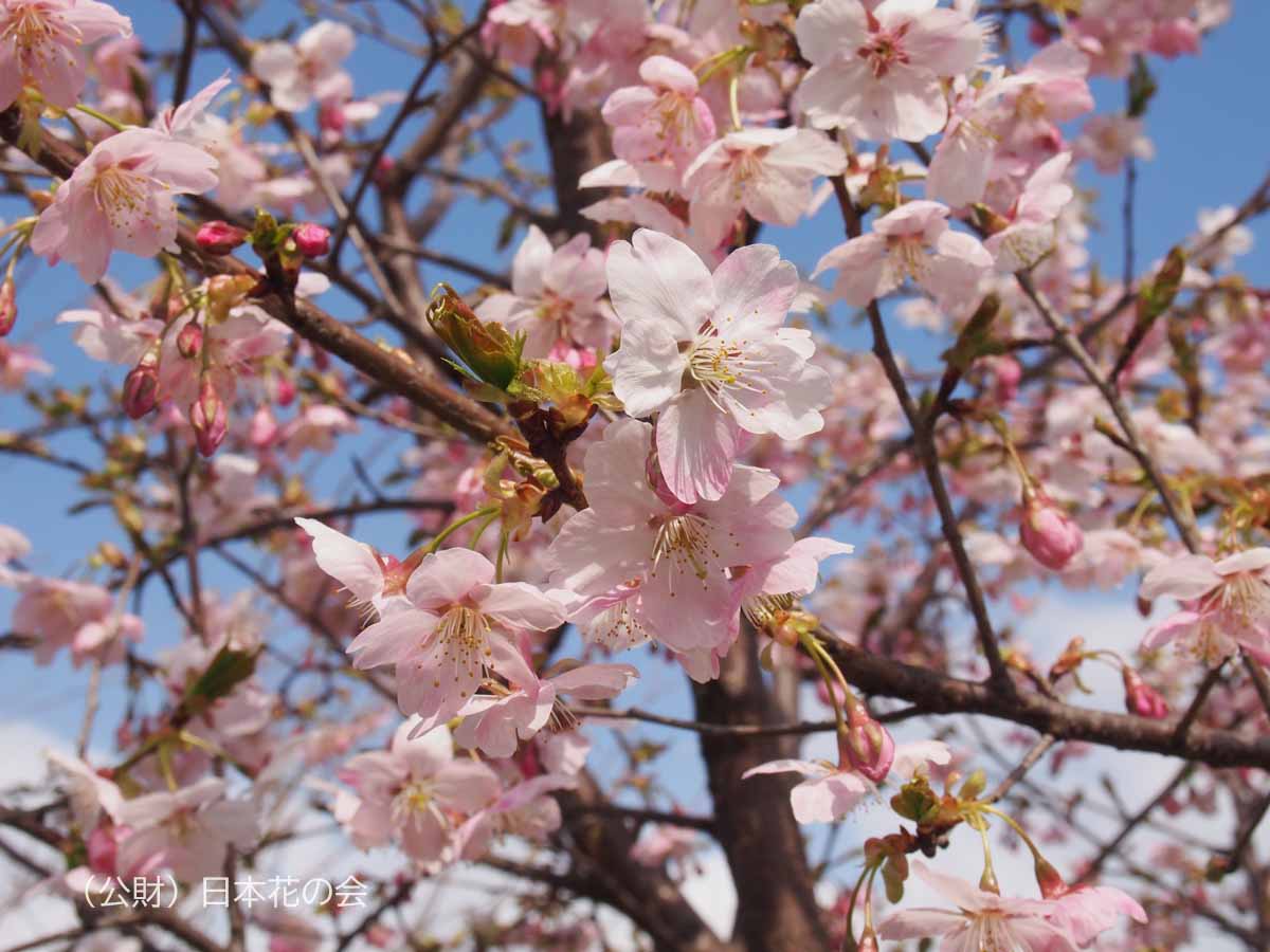 大漁桜