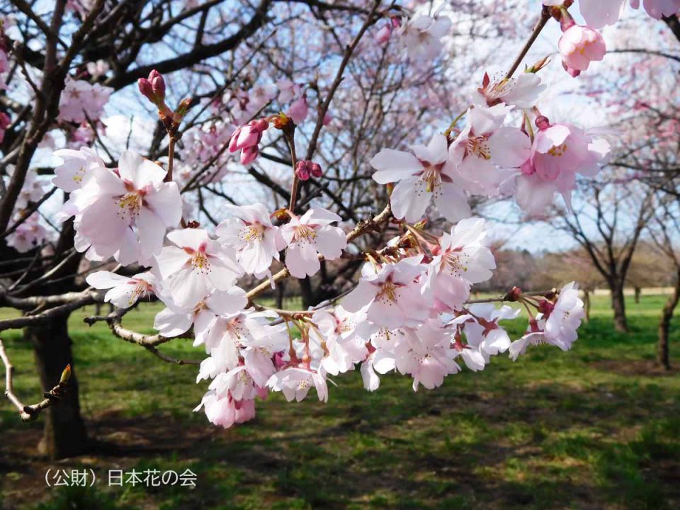 高遠小彼岸桜