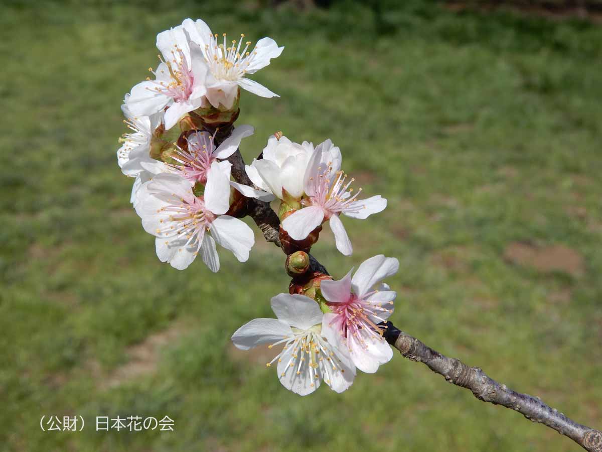 竹島桜 No. 1