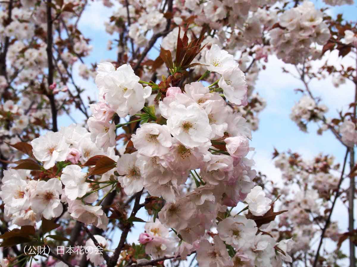 たつご里桜 桜図鑑 公益財団法人日本花の会