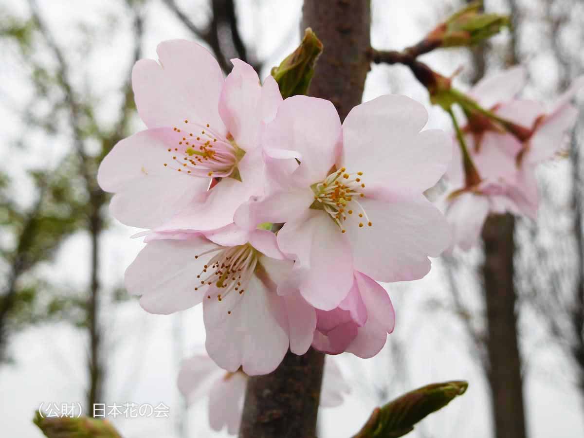 済州桜
