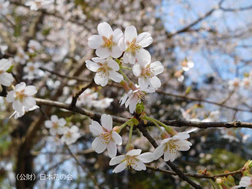 秩父桜