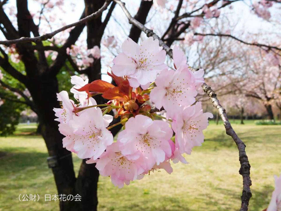 タ行 桜図鑑 公益財団法人日本花の会