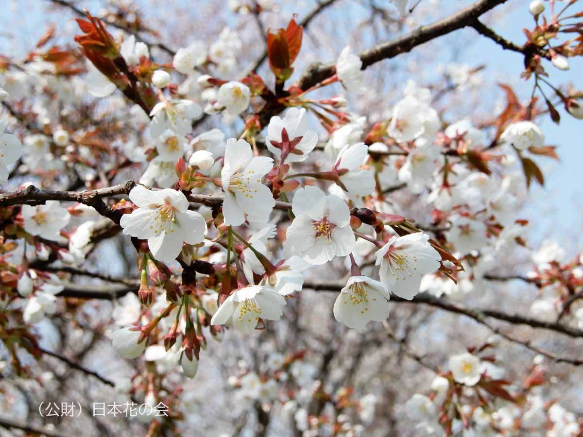 筑紫桜