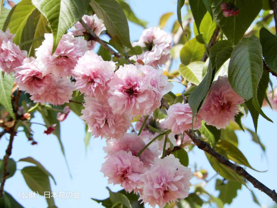 突羽根（平野突羽根）