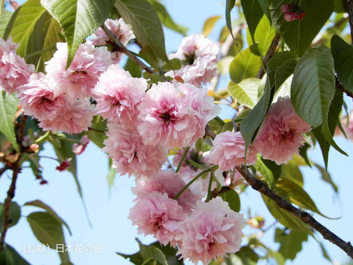 突羽根（平野突羽根）