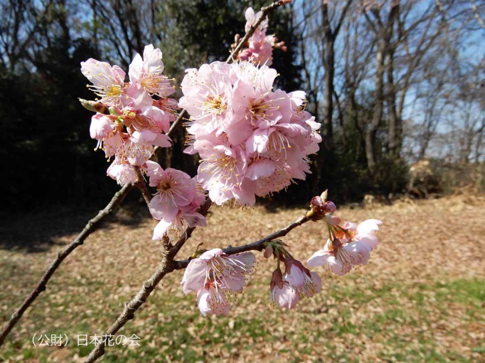 椿寒桜