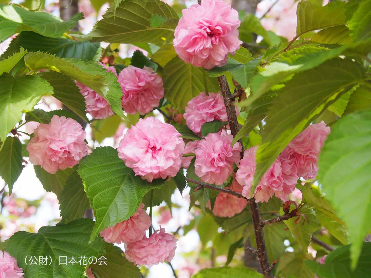 鶴菊桜